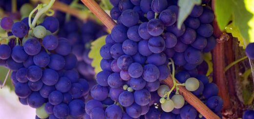 grapes