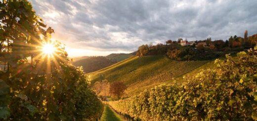 vinedo1-vineyard