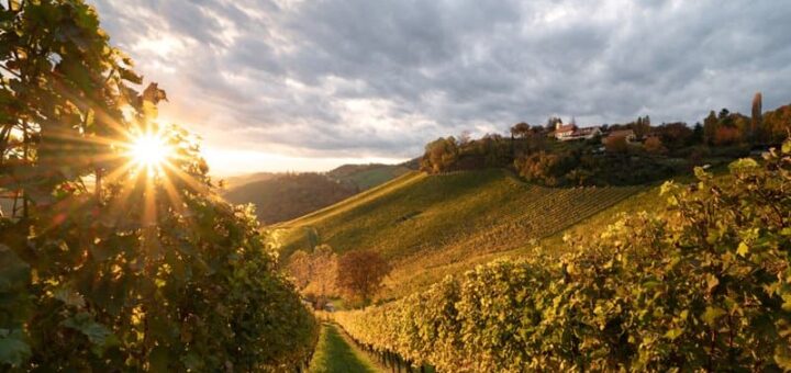 vinedo1-vineyard