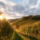 vinedo1-vineyard
